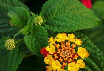 Lantana Camara