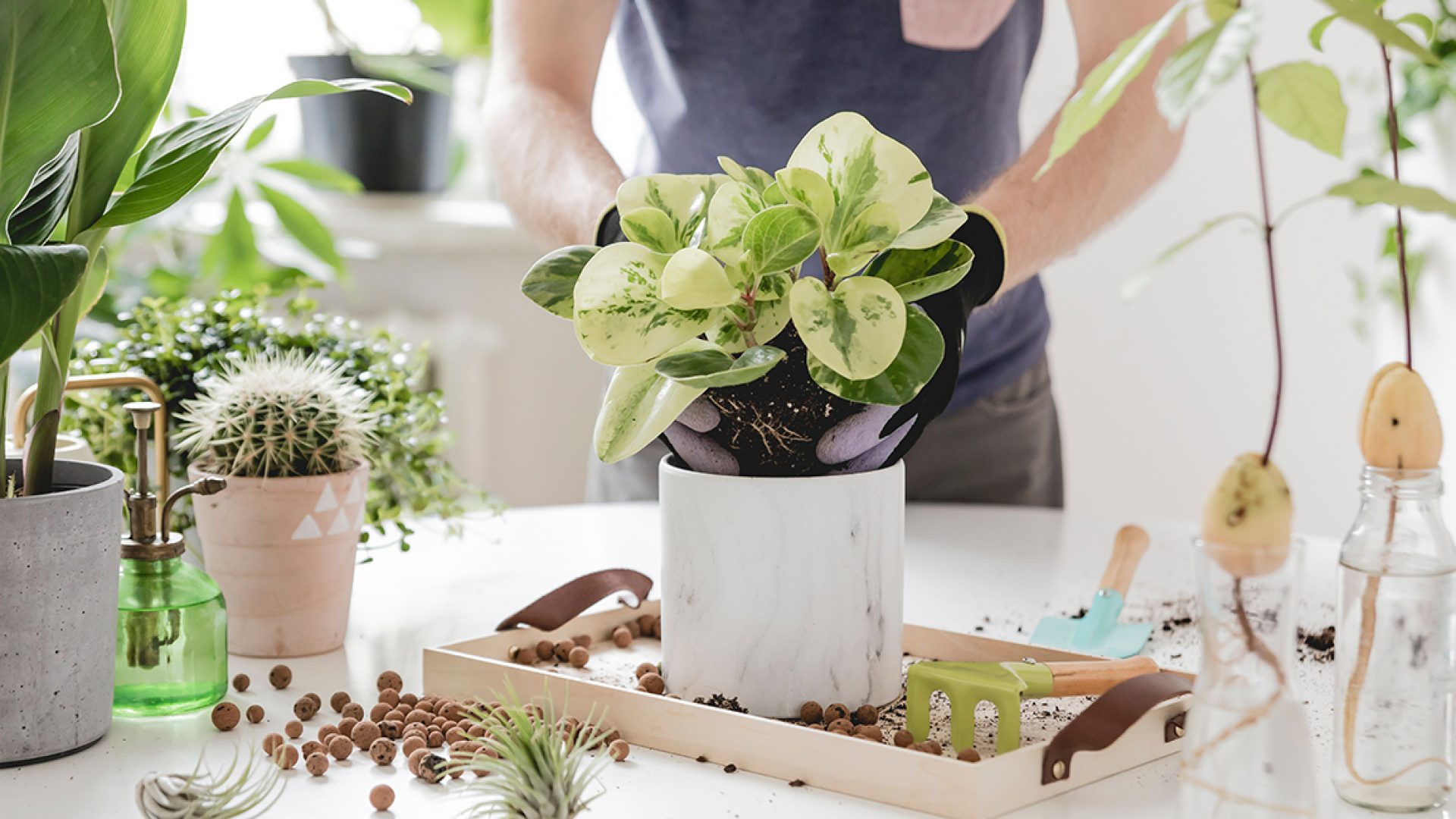 the best indoor house plants