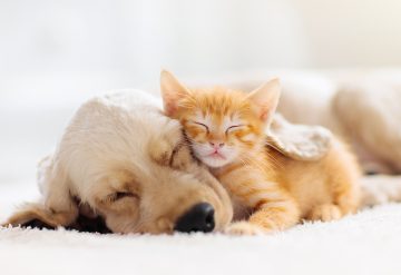 Make Your New Home Pet-Friendly