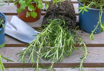 tips for gardening